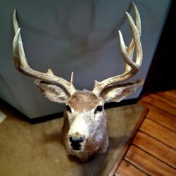 deer head  his names frank 