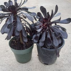 Black Rose Succulent Plant  5. Dlls each