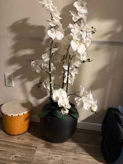 Plant decor