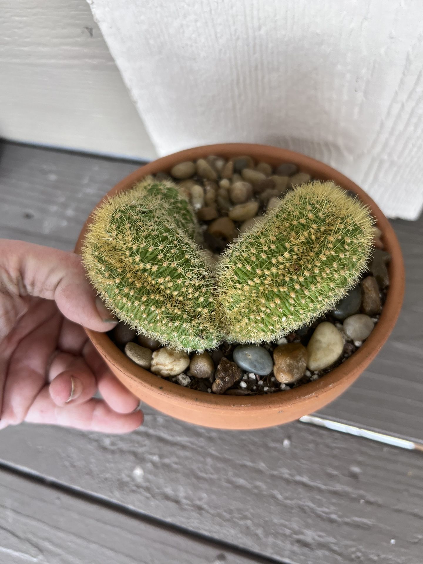 Crested Cactus