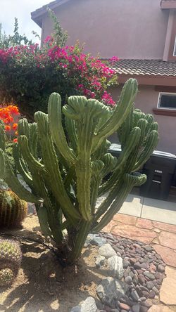 Large Columnar Cactus Plant crested cutting