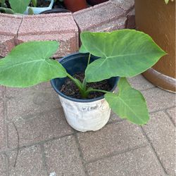 Oreja De Elefante O Red Sister $7.00 Cada Una La Última  Es Para  K Vea Como Es Una 