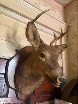6 point shoulder mounted buck