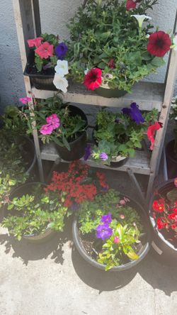 Variety 10 Plants Lot Of Flowers