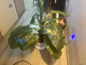 Huge fake inside decoration plant