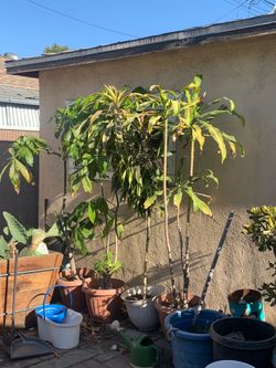 houseplants