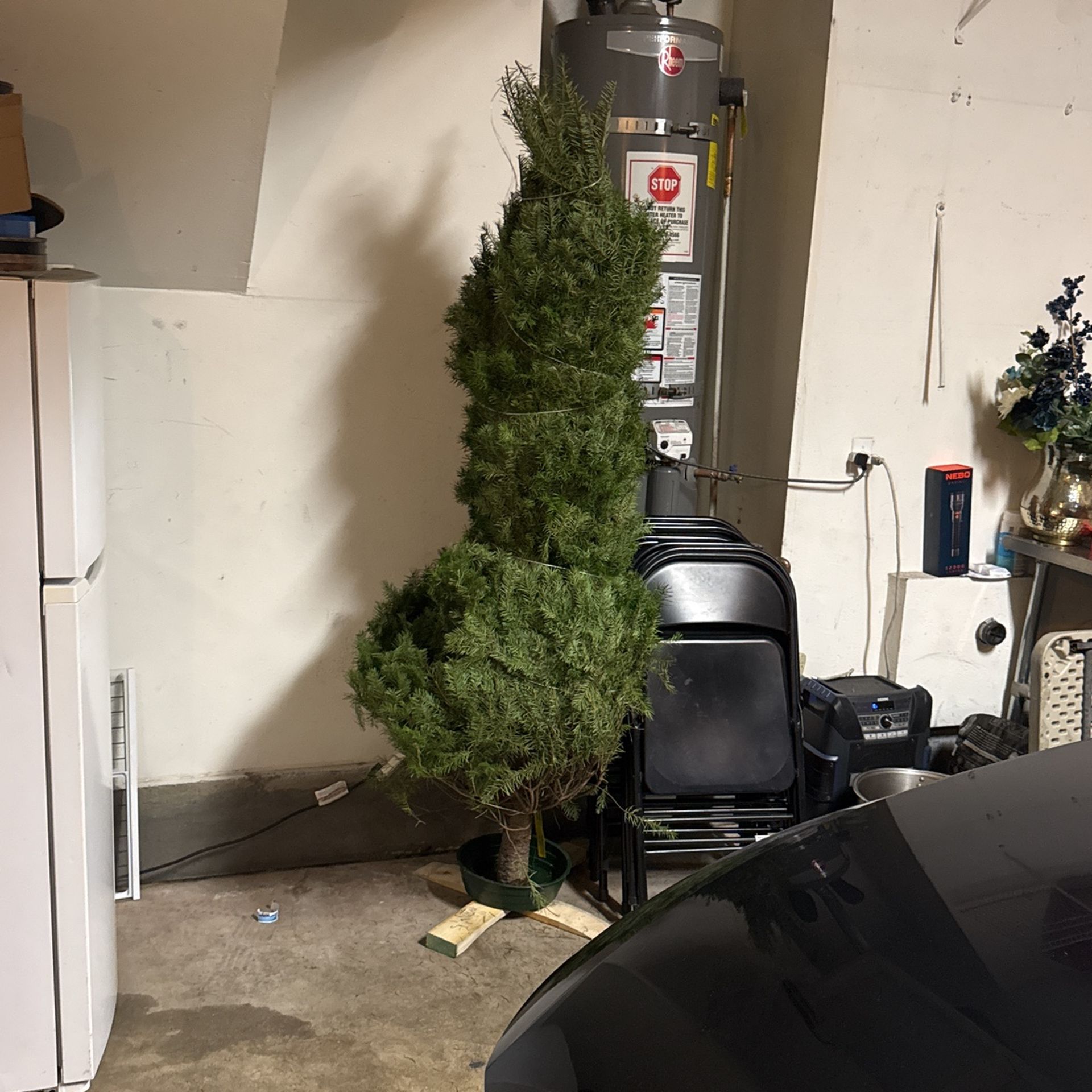 Fresh Christmas Tree About 7 1/2 Feet Tall
