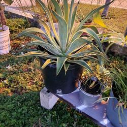 Plants in Hialeah Flowers Trees Palms Orchids Figus plantas flores árboles palmas potted Houseplants indoor plants botany botanist botanical 