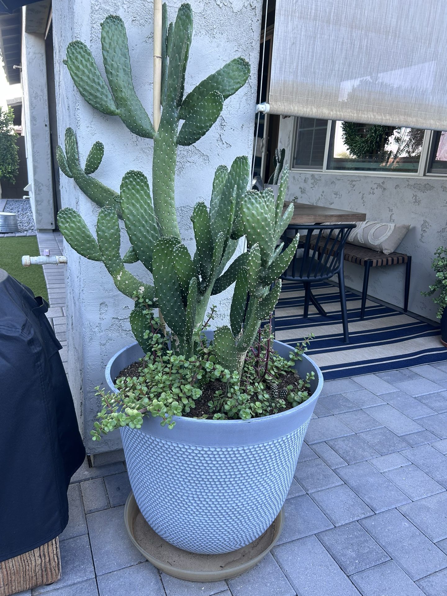 Pot With Plants