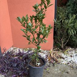 Bay Laurel Tree 5gal (Lauras nobilus )