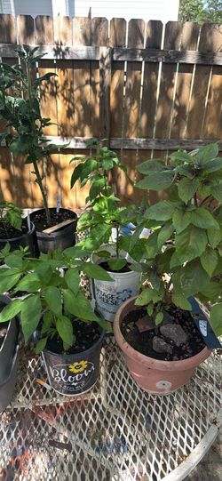 Purple Basil, Poblano Pepper, Thai Chili, Madagascar Habanero And Tomato Potted Plant