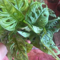 Swiss Cheese Vine Plant