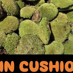 Terrarium Moss Bioactive Fern Moss Mood Moss Sheet Moss Pincushion Moss