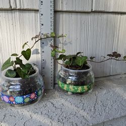 Sweetheart Ivy Plants 