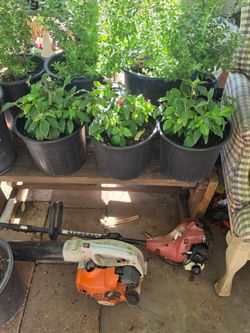 Egyptian starcluster plants