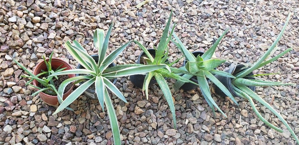 Desert Plants/Succulent Plants/Agave, Aloe Vera Plant