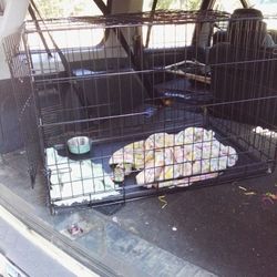 Dog Kennel 