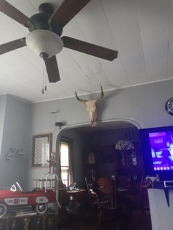 Cow Skull