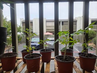 Cherry tomato plants