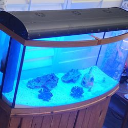 Beautiful 60 Gallon Salt Water Complete Set Up