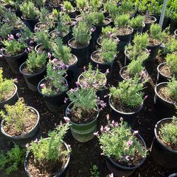 Lavender 5 gallon