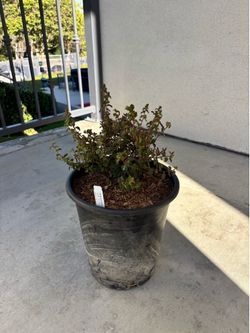 5 Gallon Acalypha Californica California Copperleaf