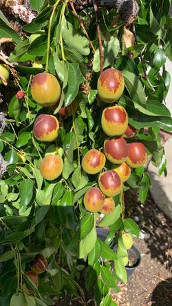 Jujubes (dates): about 42 inches with 22 fruits