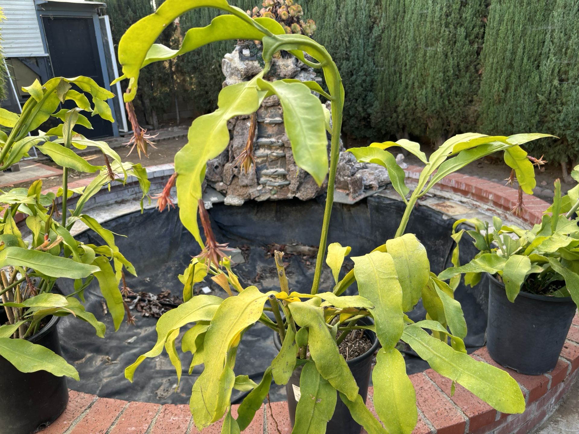 $15 Plant