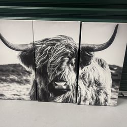 Highland Cattle Canvas Art