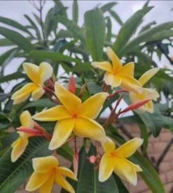 Aztec Gold plumeria rooted plant 17",from soil line,  3 tips