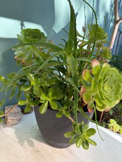 Plants indoor/outdoor