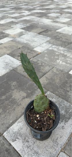 Cactus