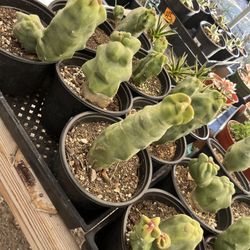 Totem Pole Cactus In One Gallon Pots $16 Each 