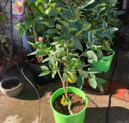 Mexican Key Lime plants for sale! 🍋🌿 These trees produce small, highly aromatic limes with intense flavor—perfect for ceviche, pies, margaritas, and