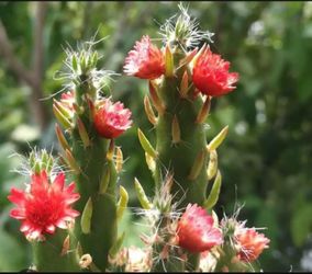 Eve’s Needle Cactus Clippings for Rooting - 50 cents per inch