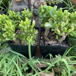 Jade Plant - 'Ogre Ears'