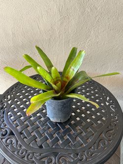 Bromeliad Plant