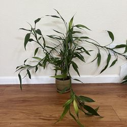 Flourishing Bamboo Plant With Pot 