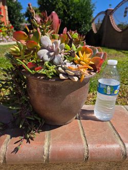 Decoration Suculents Plants Mix