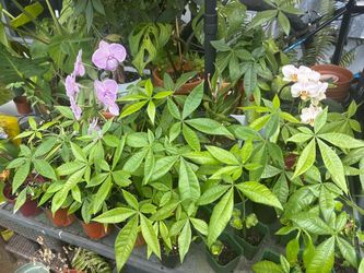 Money tree plants. Spider plants . Monstera plants