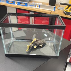 Fish Tank 1 Foot By 6 inches 
