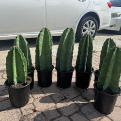 Peruvian Cactus