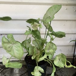 Syngonium Plant 