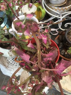 Coleus plant diferentes colores
