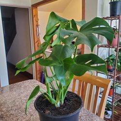 Monstera Deliciosa Plant