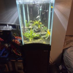 Fish Tank