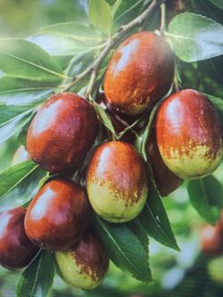 Fuju Persimmon, asian pears, Li,Lan, GA866, JujubeLee, Red, pink, white, guava trees