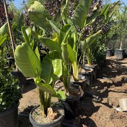 Giant Birdsofparadise 15 Gal