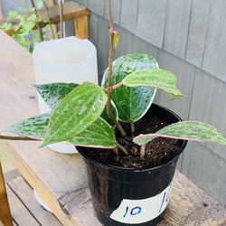 Live indoor Hoya Macrophylla plant in a plastic planter pot—firm price