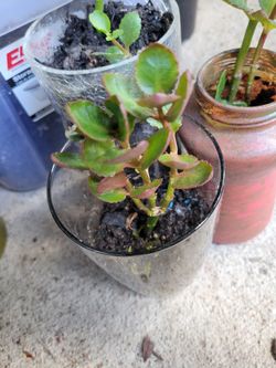 $3 Kalancho Plant In Recycled/Upcycled Glass